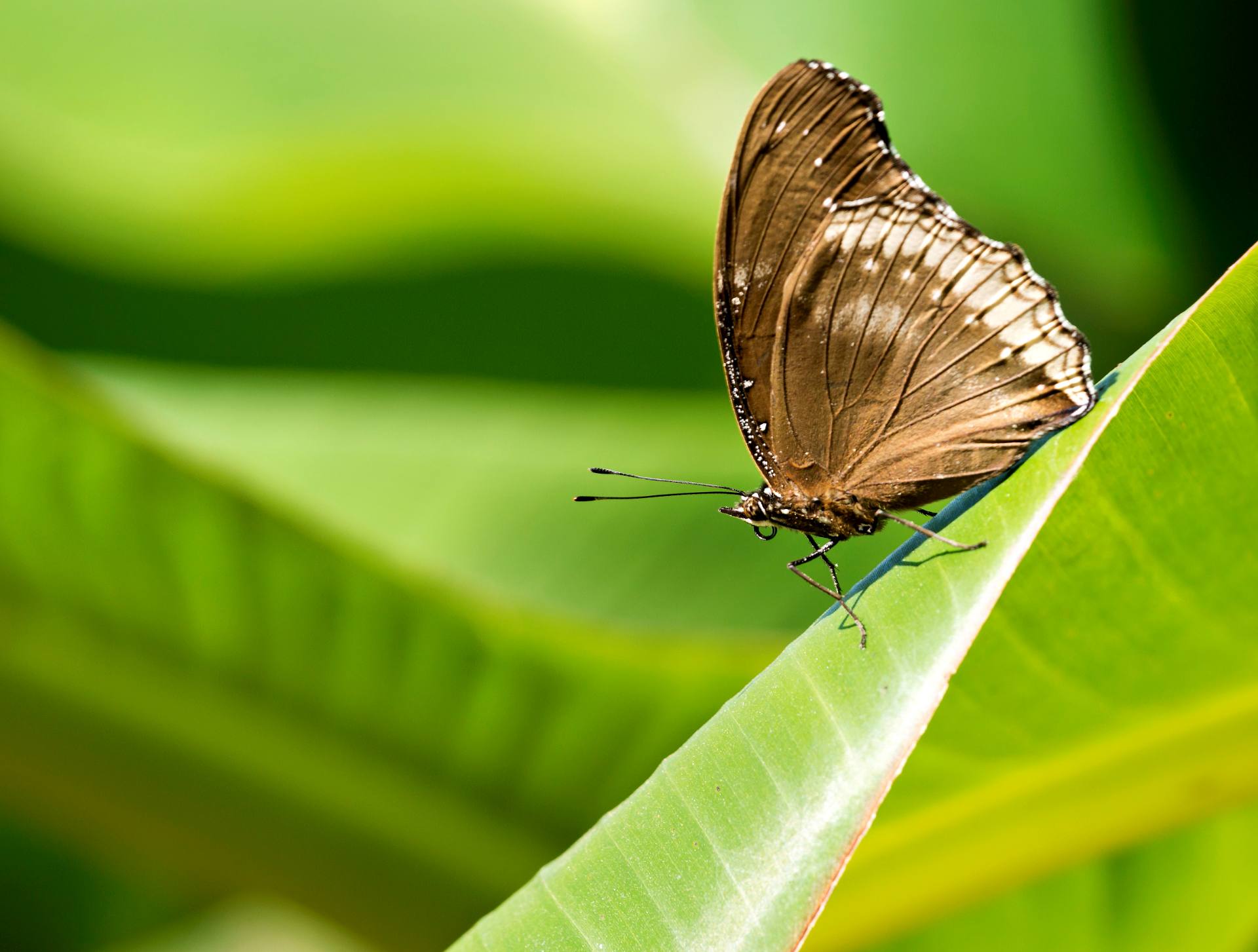 Tageswanderung durch die Umgebung von Nyaung Shwe
